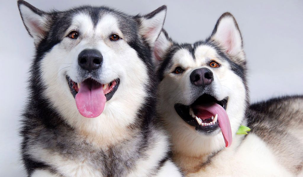 Аляскинские маламуты показывают язык