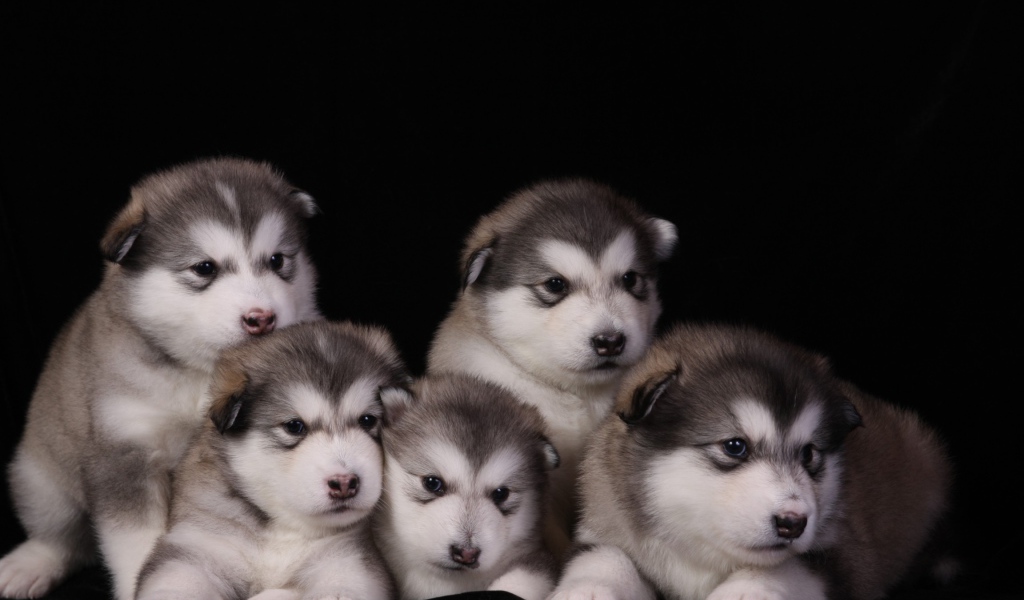 Щенки аляскинского маламута