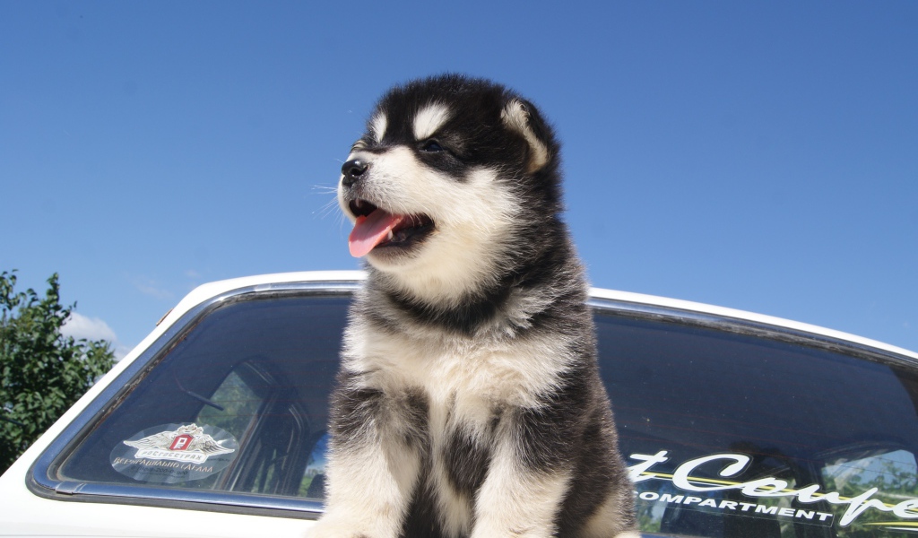 Щенок аляскинского маламута на капоте машины