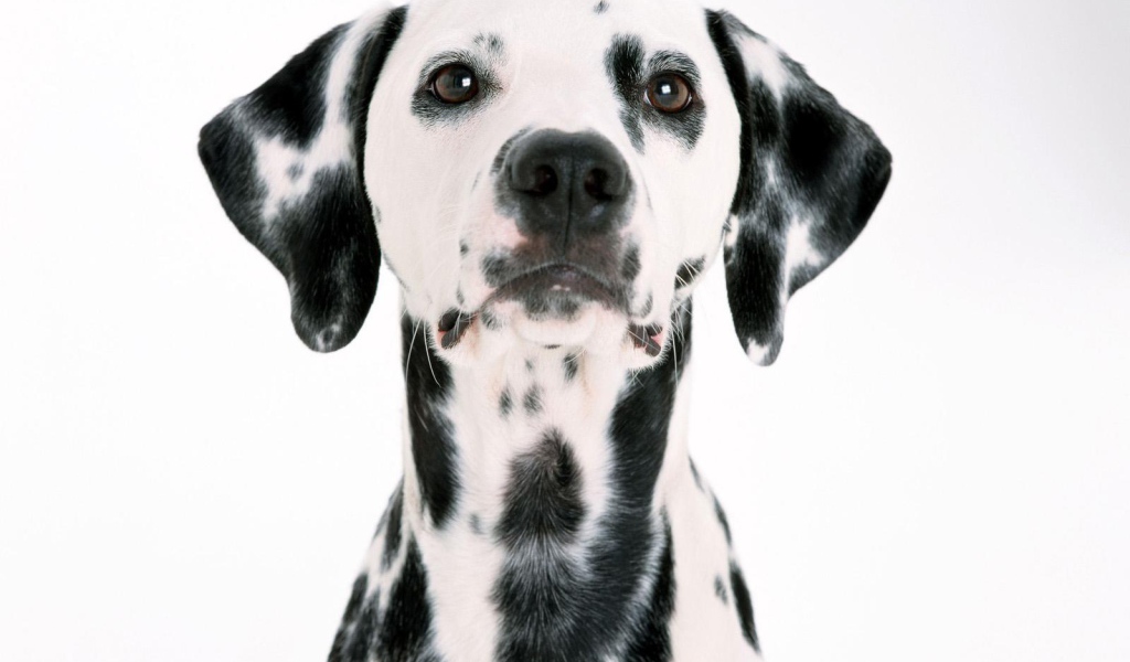 Удивительный далматин