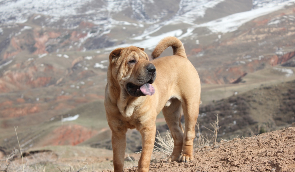 Удивительный Шарпей в горах