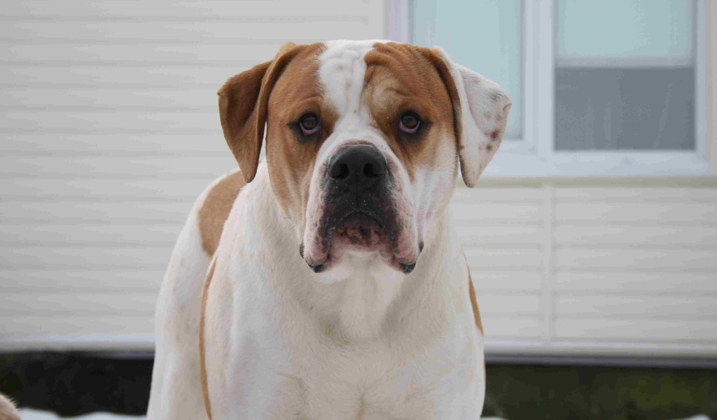 Американский бульдог возле дома зимой