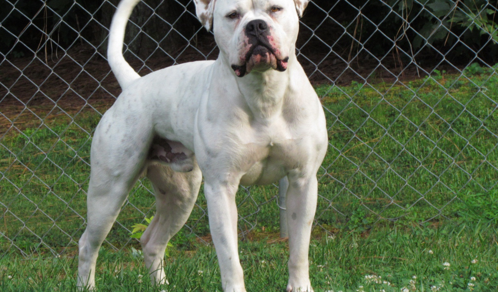 Американский бульдог на лужайке