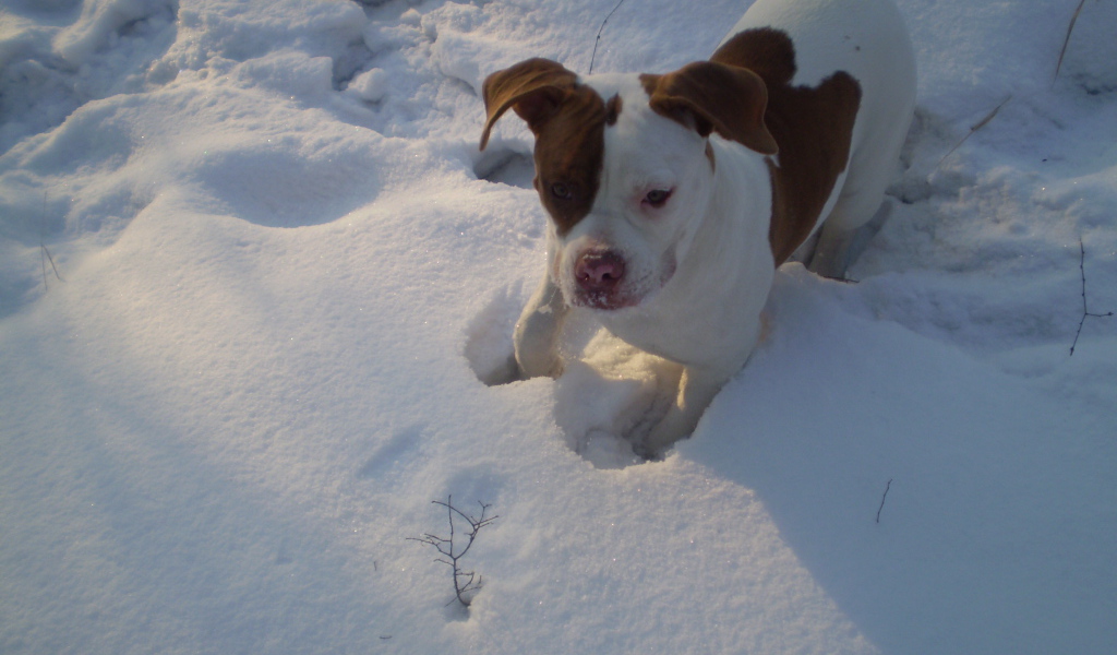 Американский бульдог играет в снегу