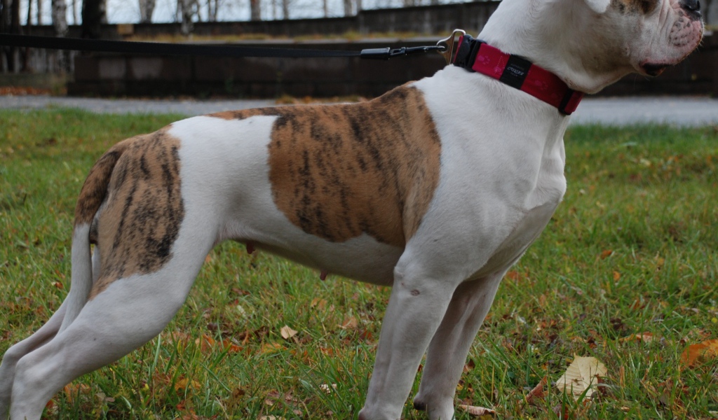 Американский бульдог кого-то увидел