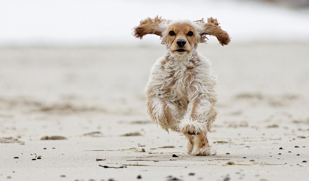Американский кокер-спаниель бежит по песку