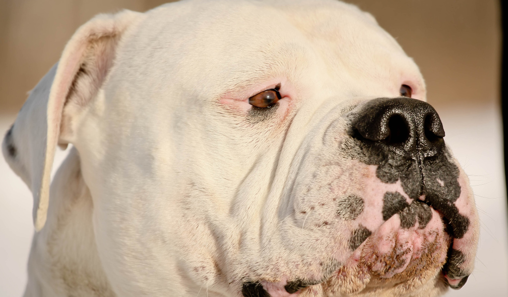 Американский бульдог крупным планом