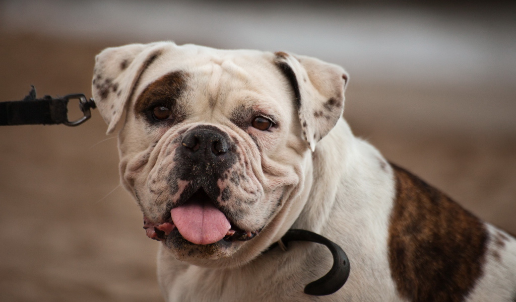 Американский бульдог смотрит на фотографа