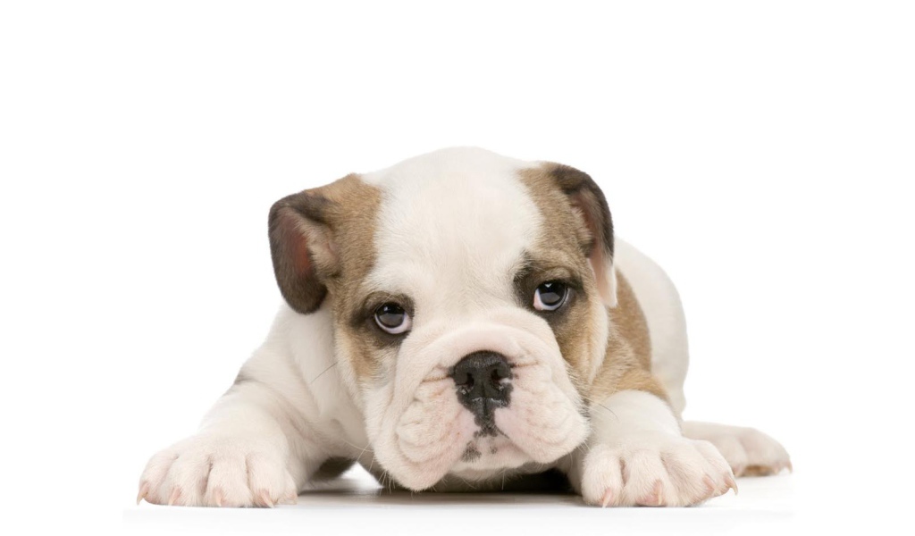 Щенок американского бульдога на белом фоне