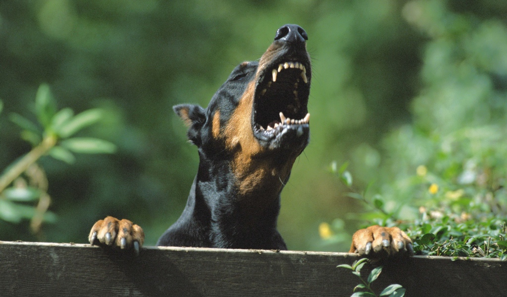 Злой доберман лает