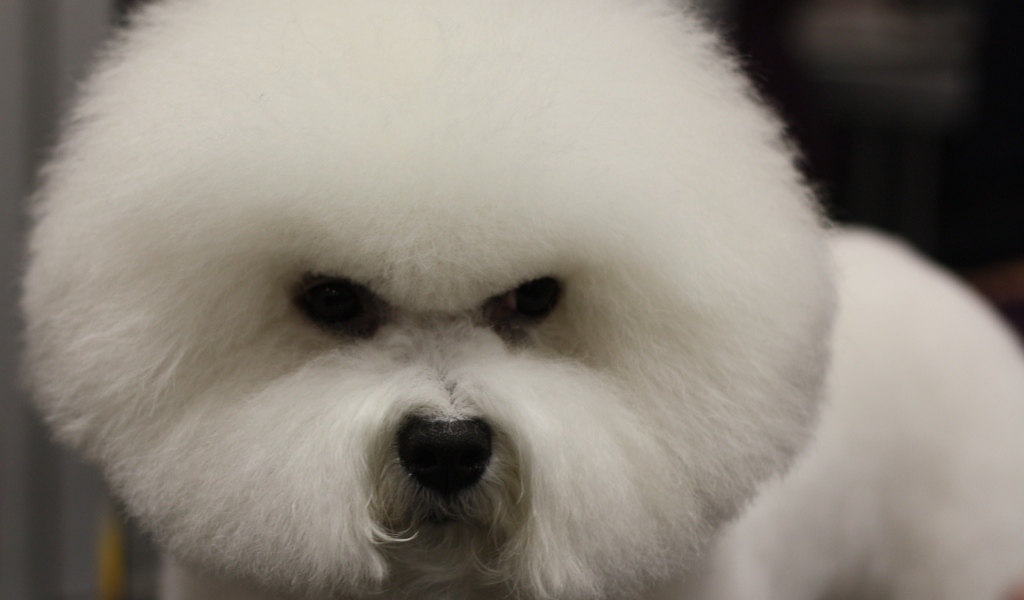 Злая собака породы бишон-фриз