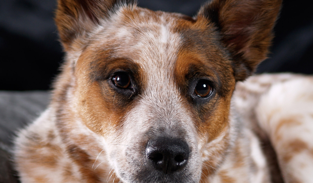 Австралийская пастушья собака крупным планом