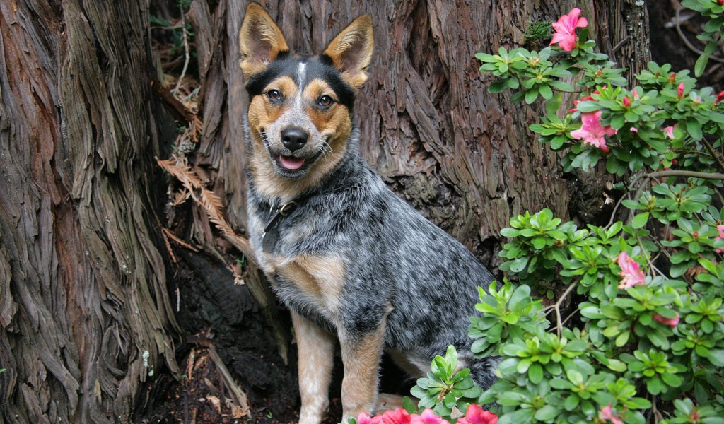 Австралийская пастушья собака возле дерева