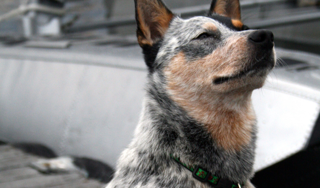 Австралийская пастушья собака щурится