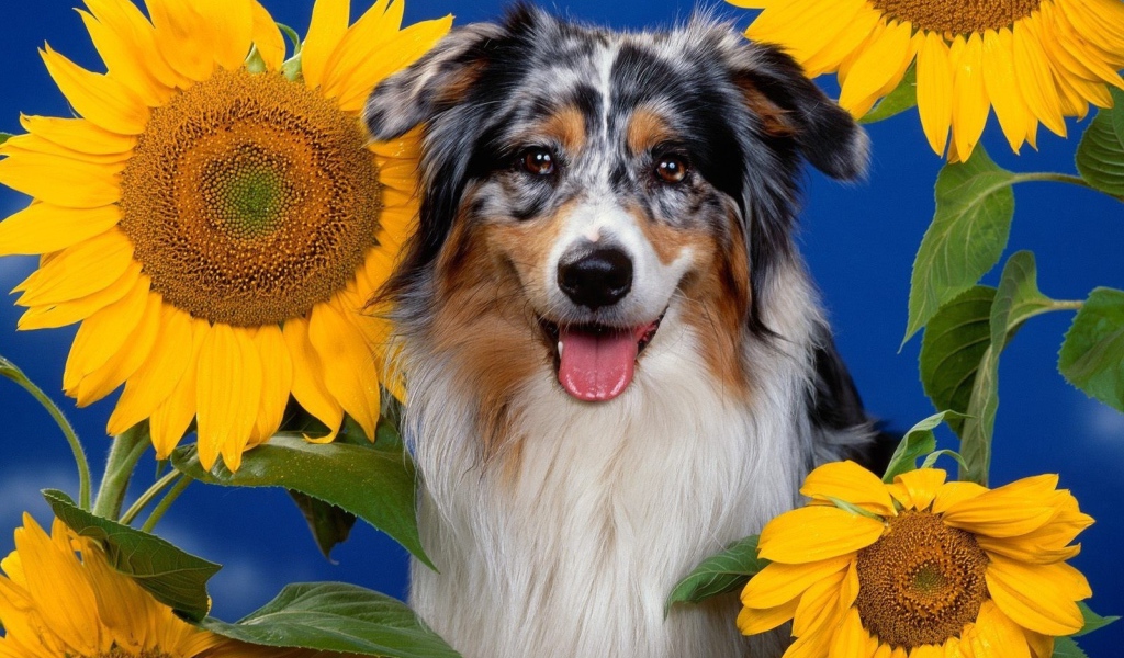 Австралийская овчарка и подсолнухи