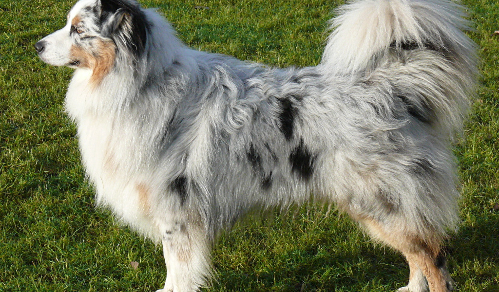 Австралийская овчарка на траве