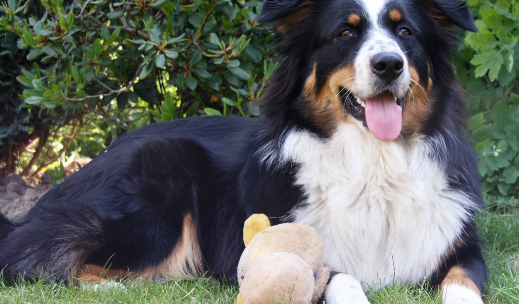 Австралийская овчарка с игрушкой