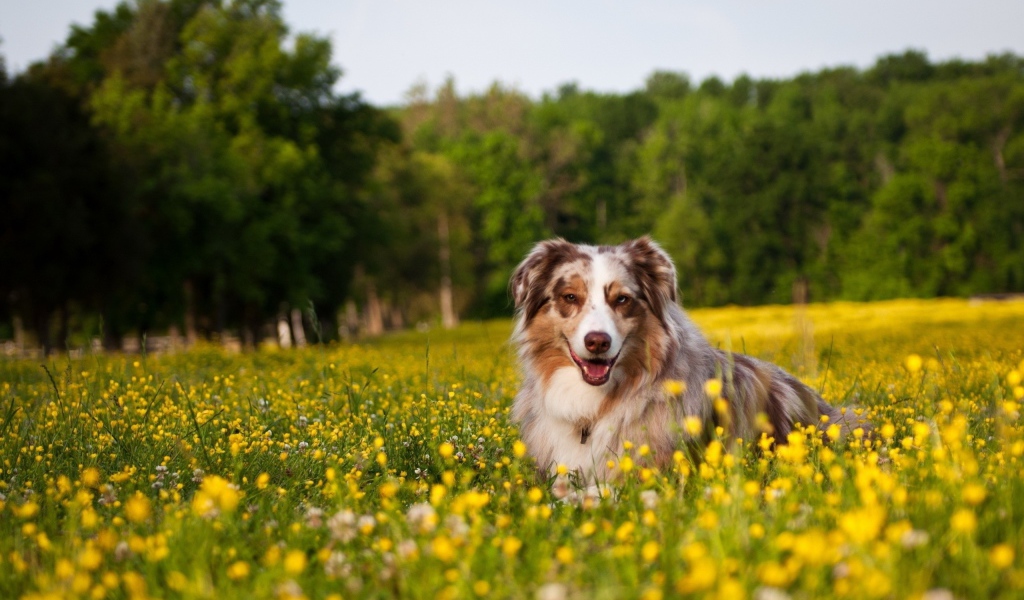 Австралийская овчарка в одуванчиках