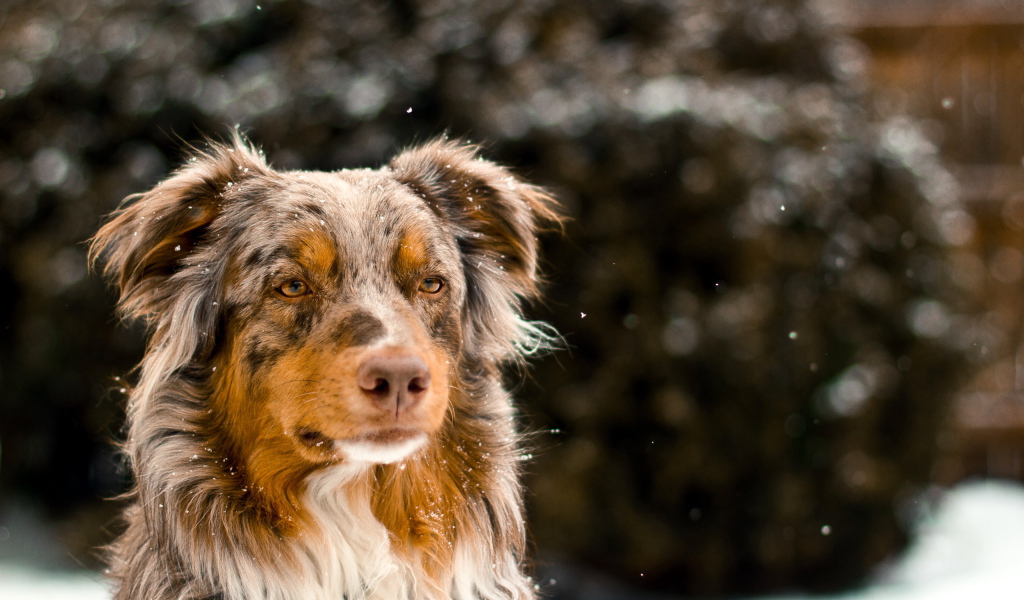 Австралийская овчарка зимой