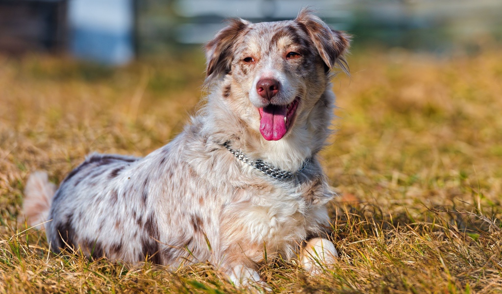 Австралийская овчарка на высохшей траве