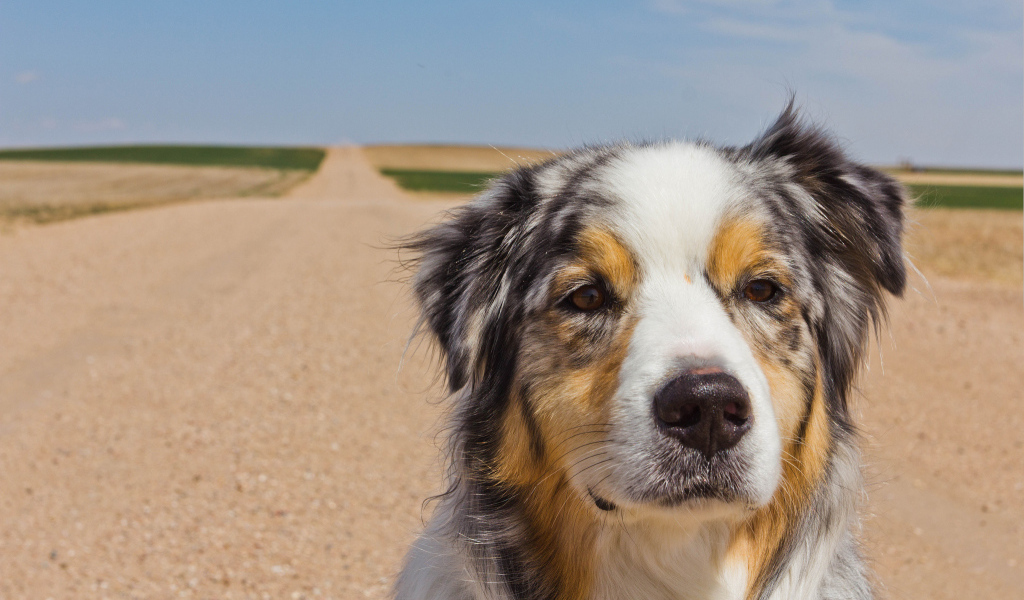 Австралийская овчарка на дороге
