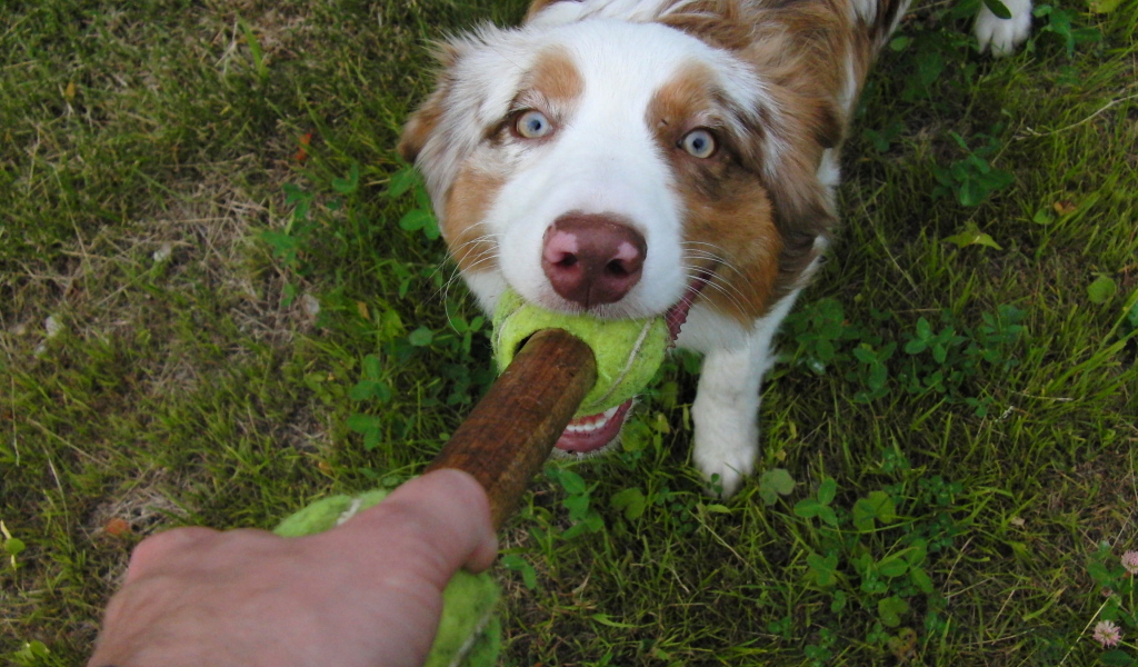 Австралийская овчарка играет с хозяином