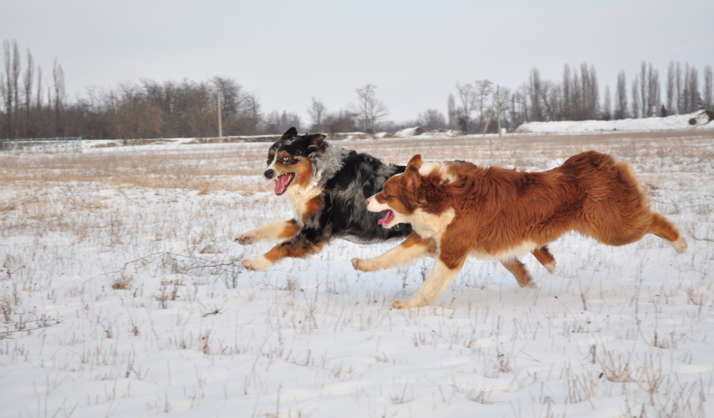 Австралийские овчарки бегут зимой