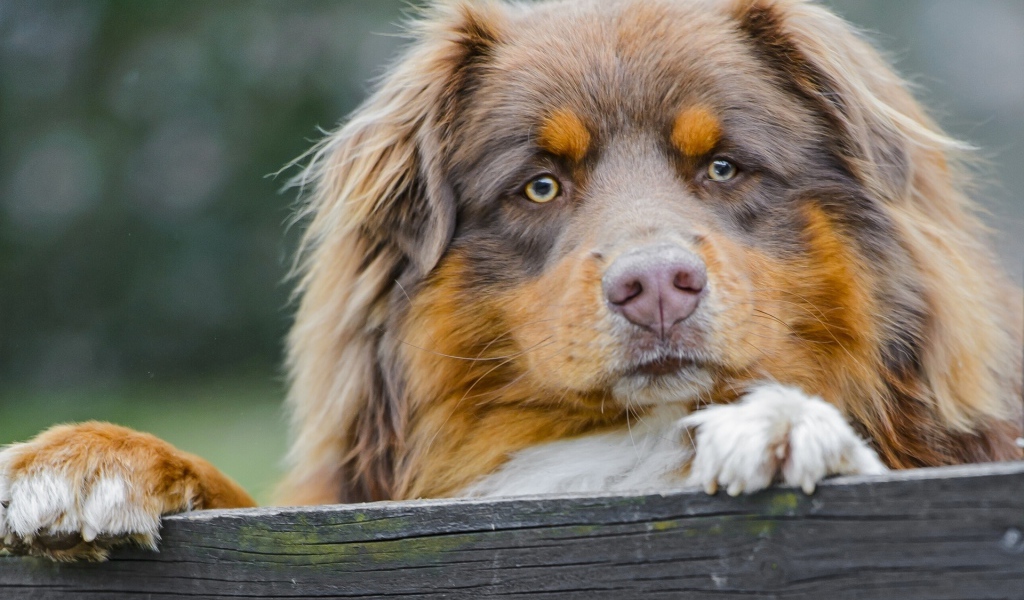 Австралийская овчарка охраняет территорию