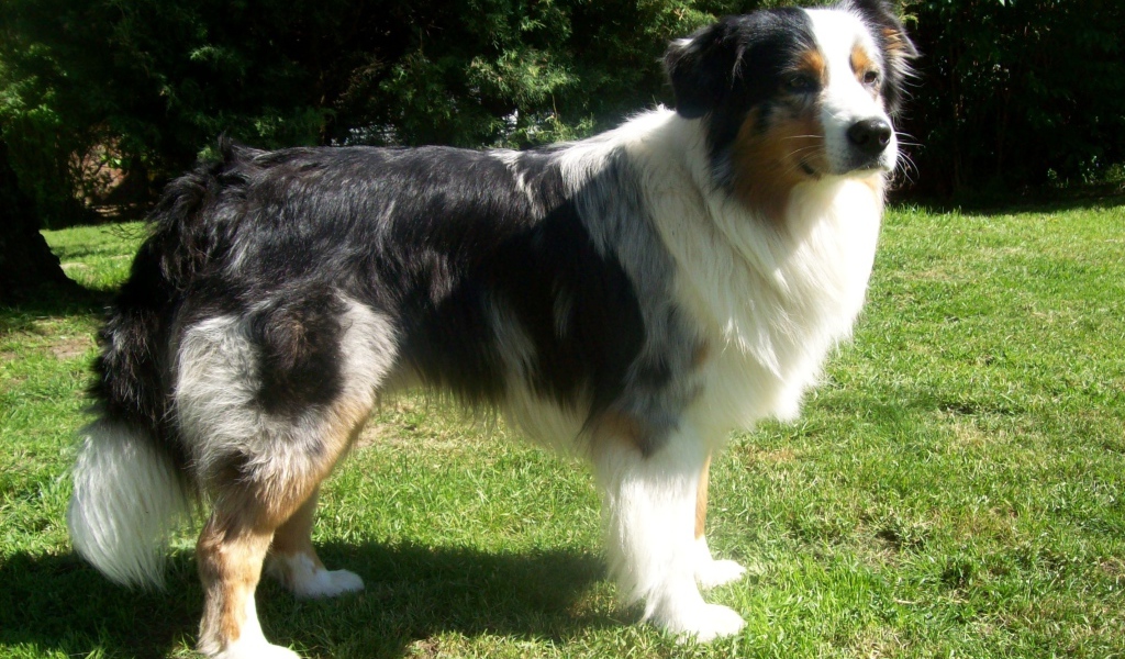 Австралийская овчарка засмотрелась