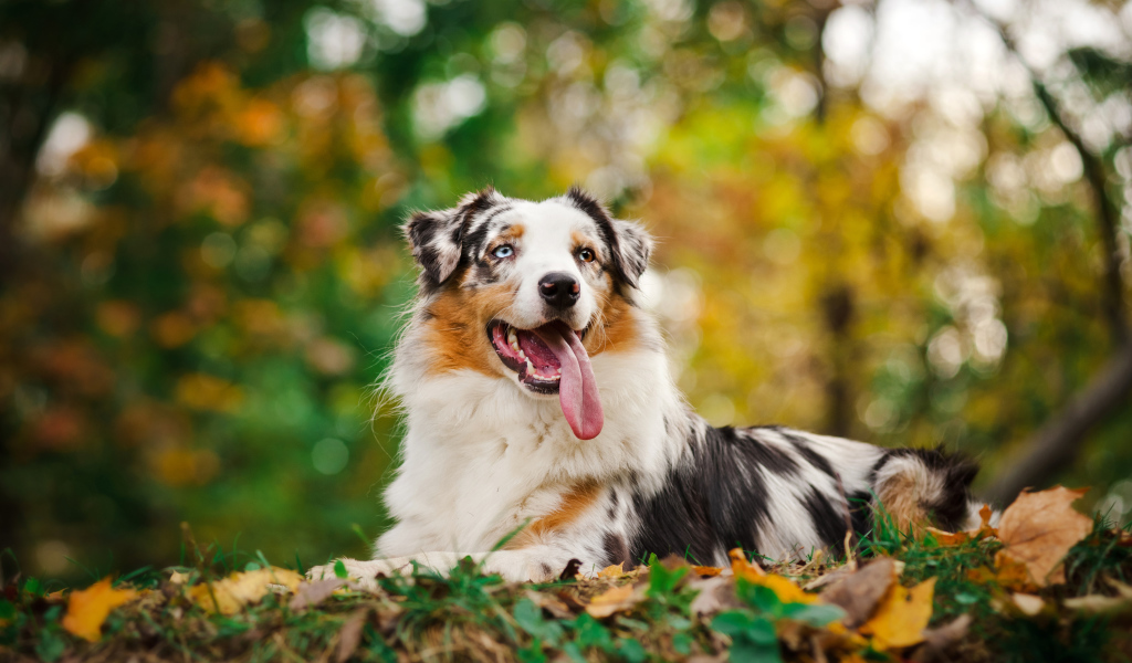 Австралийская овчарка с длинным языком