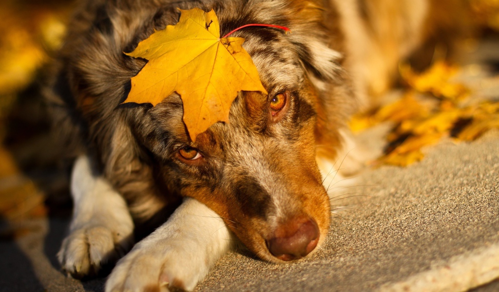 Австралийская овчарка с кленовым листом