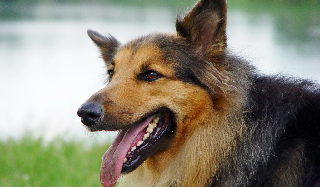 Австралийская овчарка с коричневым окрасом
