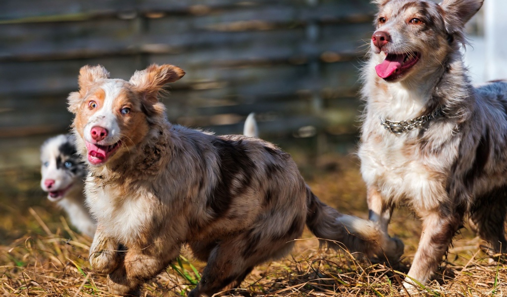 Австралийские овчарки играют