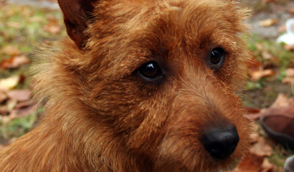 Австралийский терьер крупным планом