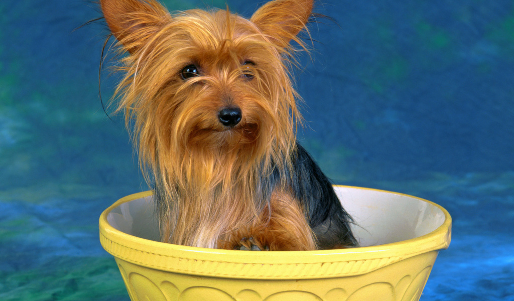 Австралийский терьер в миске