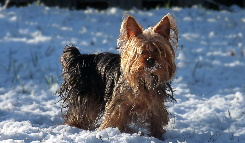 Австралийский терьер в снегу