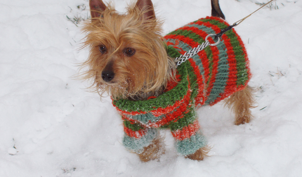 Австралийский терьер зимой