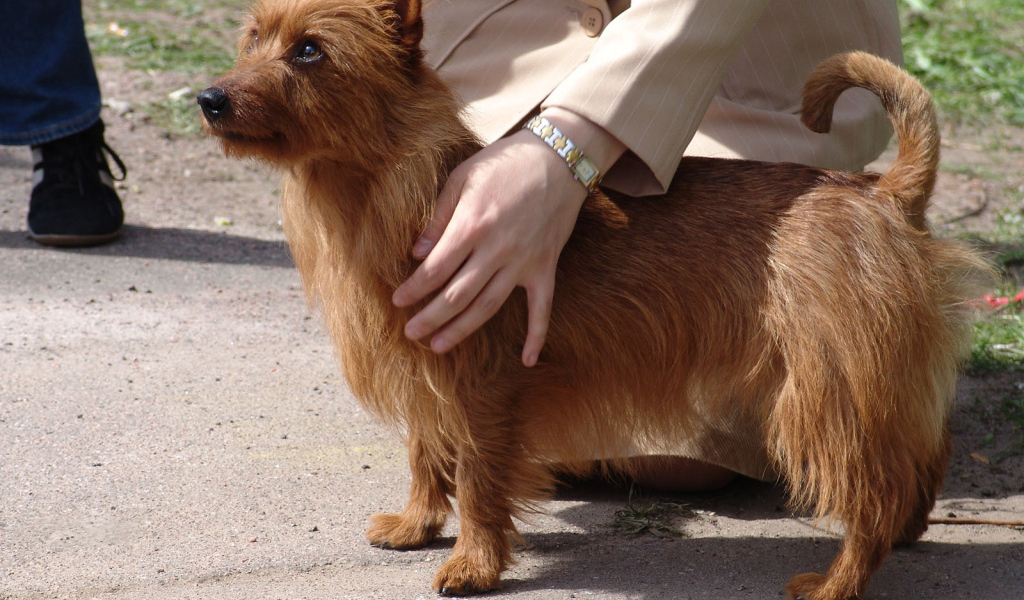 Австралийский терьер с хозяином