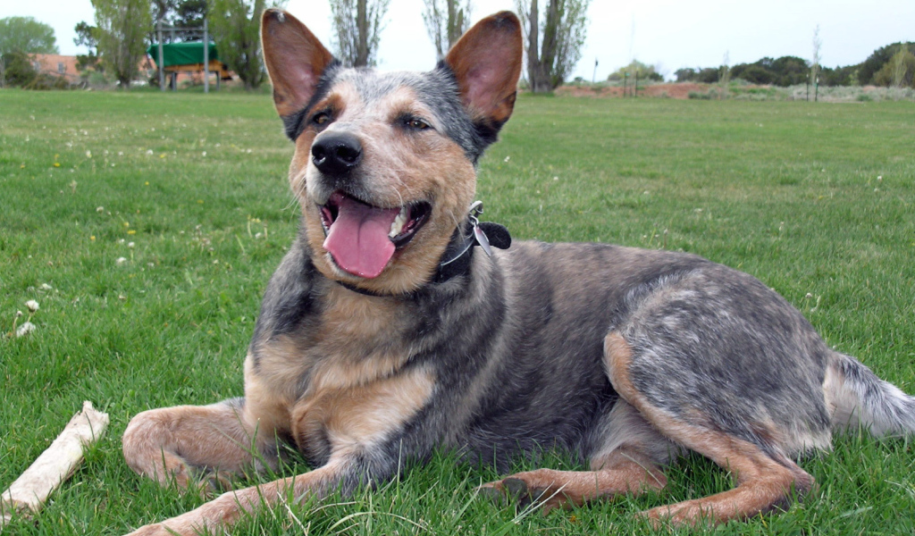 Австралийская пастушья собака устала