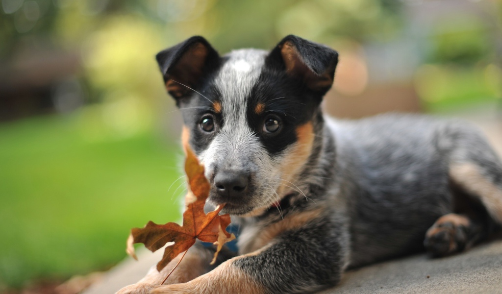 Щенок австралийской пастушьей собаки и осенний лист