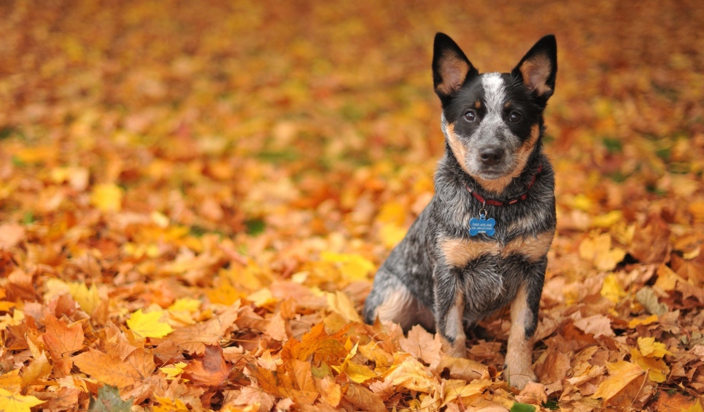 Щенок австралийской пастушьей собаки на осенней листве