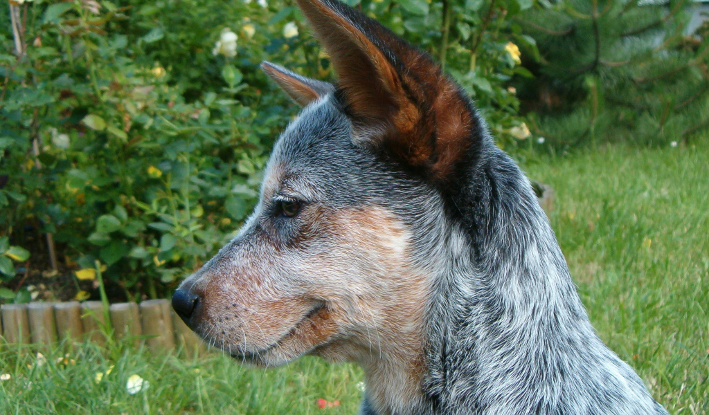 Щенок австралийской пастушьей собаки задумался