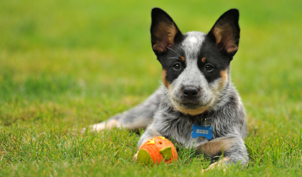 Щенок австралийской пастушьей собаки с мячом