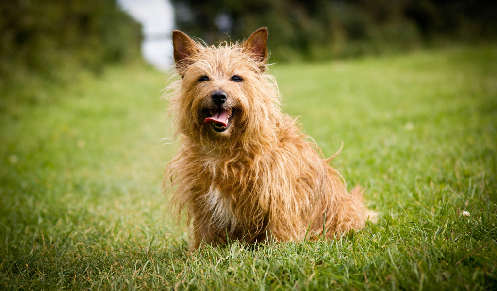Австралийский терьер на траве