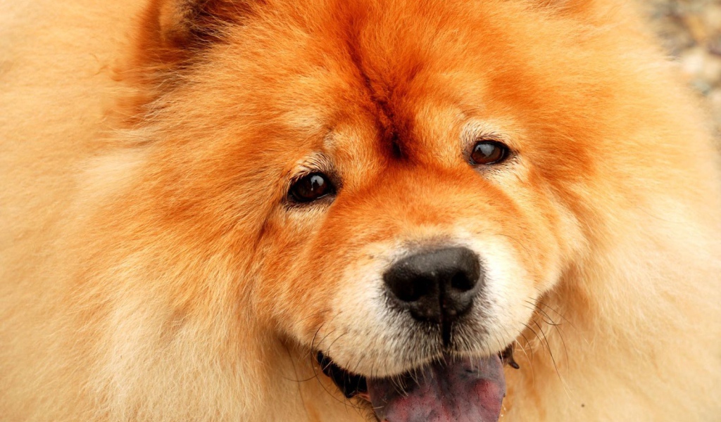 Потрясающий чау-чау улыбается