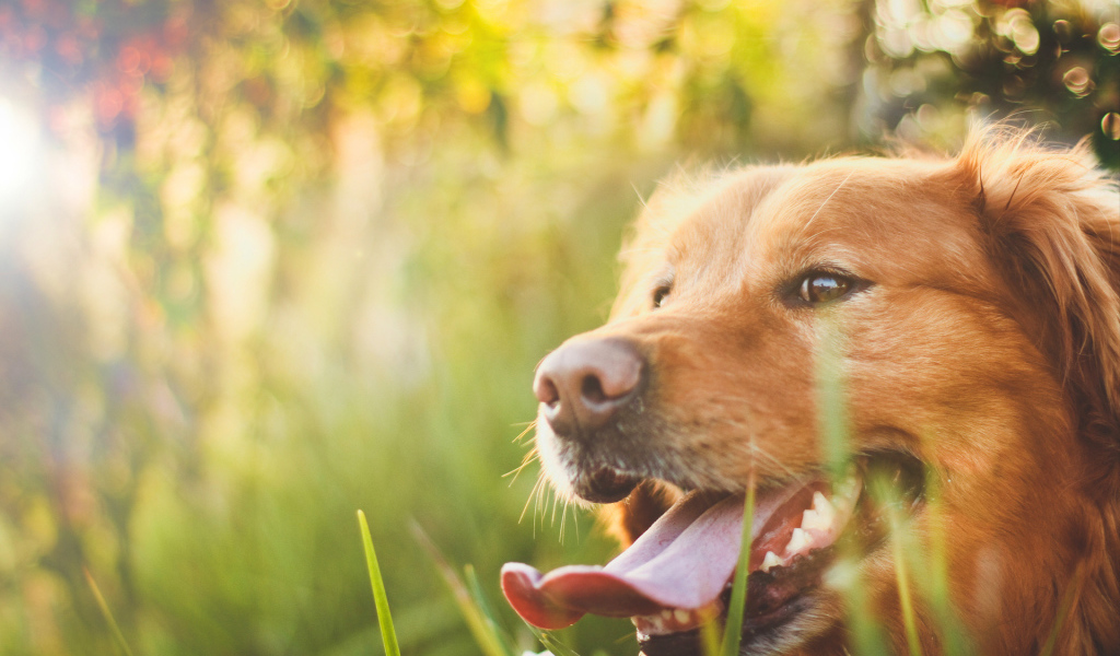 Потрясающий Золотой терьер на Солнце