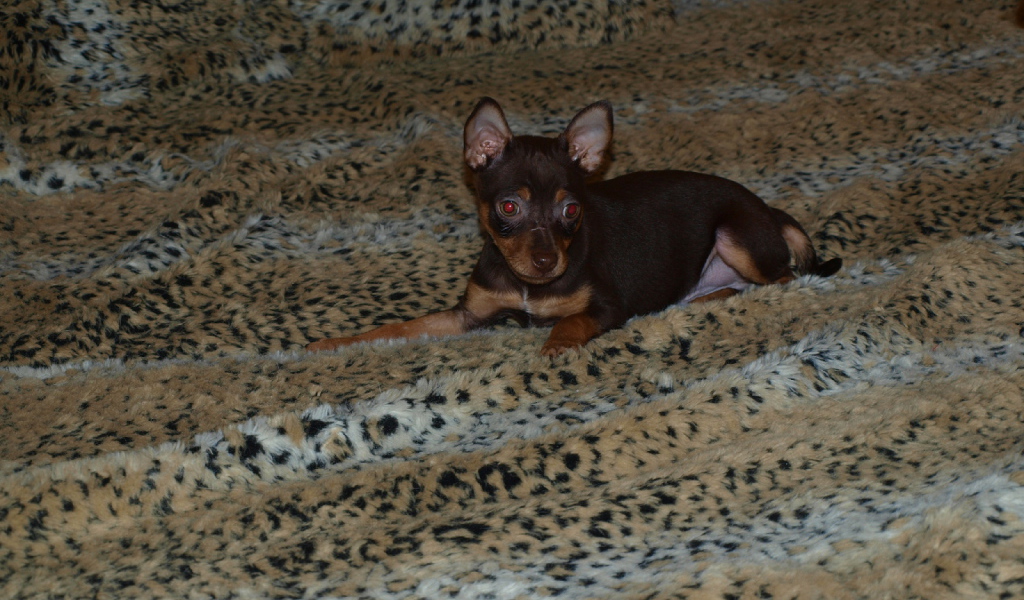 Младенец Карликовый пинчер на кровати