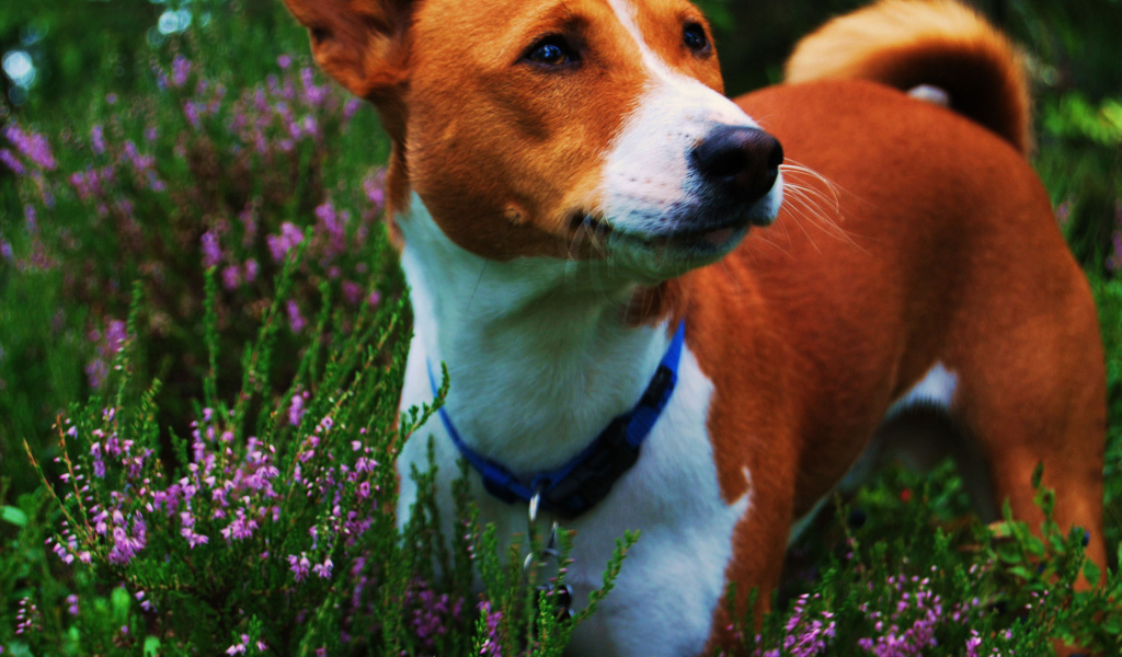 Собака породы басенджи среди цветов