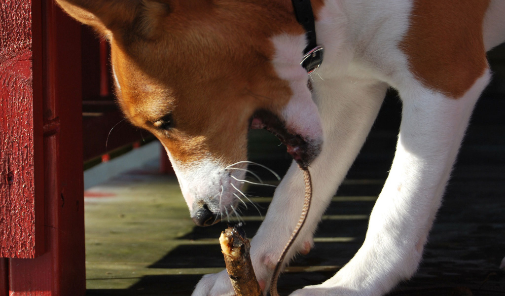 Собака породы басенджи грызёт палку