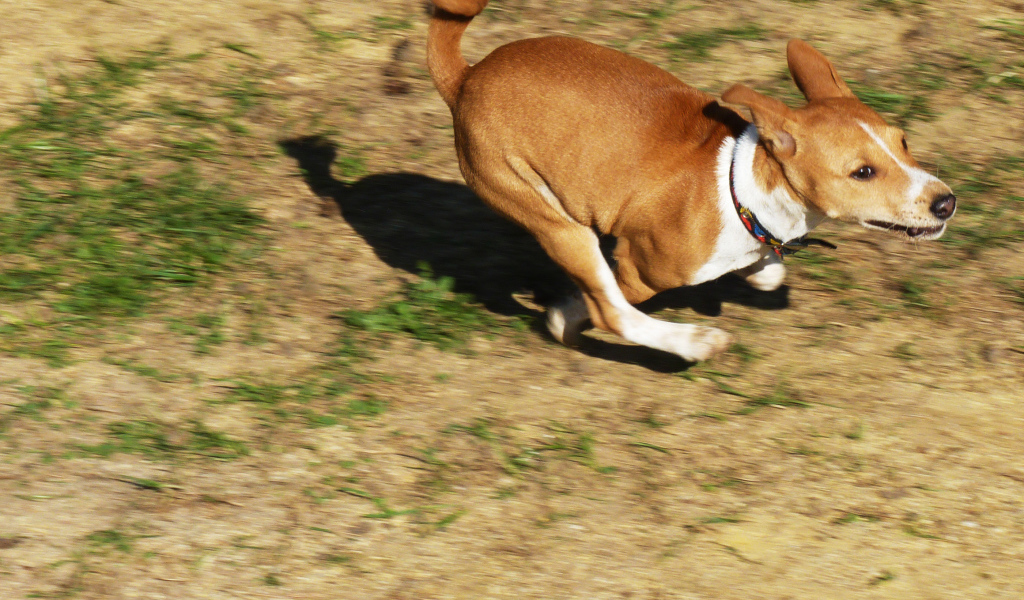 Собака породы басенджи куда-то торопится